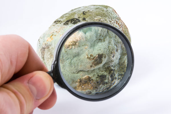 Mold under magnifying glass - Answering the Most Common Questions About Mold in Richmond
